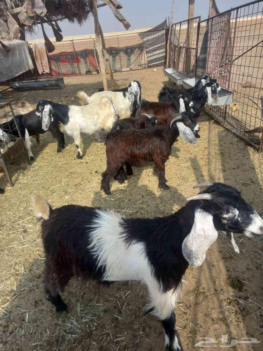 للبيع تيوس وجفار طيبات وسليمه شرط مراح واحد العدد 13 اعمارهن64555432842882111