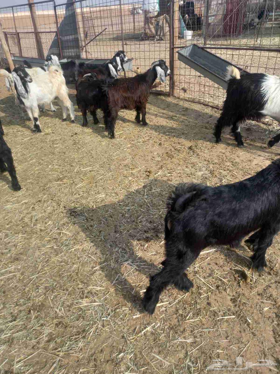 للبيع تيوس وجفار طيبات وسليمه شرط مراح واحد العدد 13 اعمارهن64555432842882112