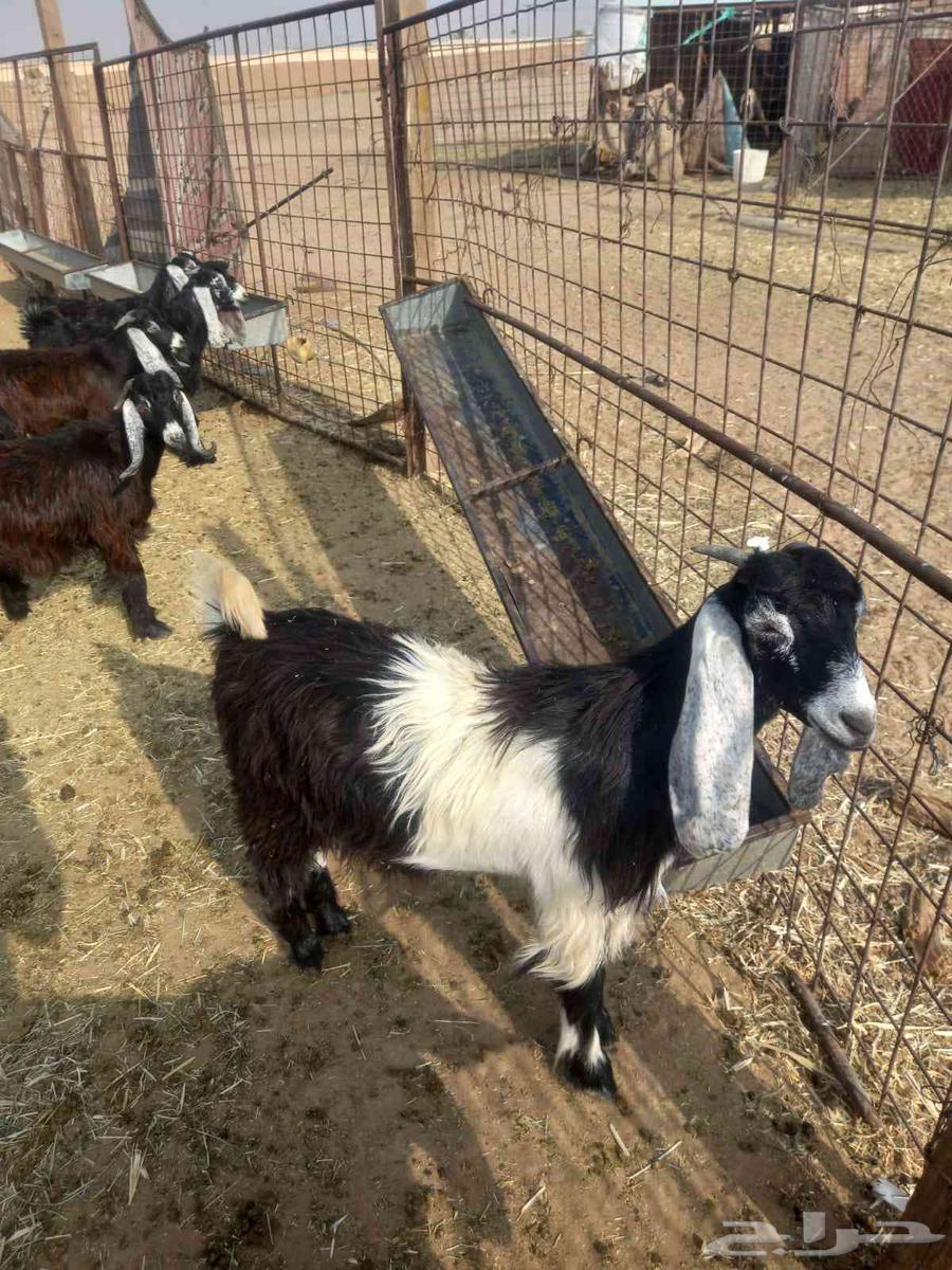 للبيع تيوس وجفار طيبات وسليمه شرط مراح واحد العدد 13 اعمارهن64555432842882110