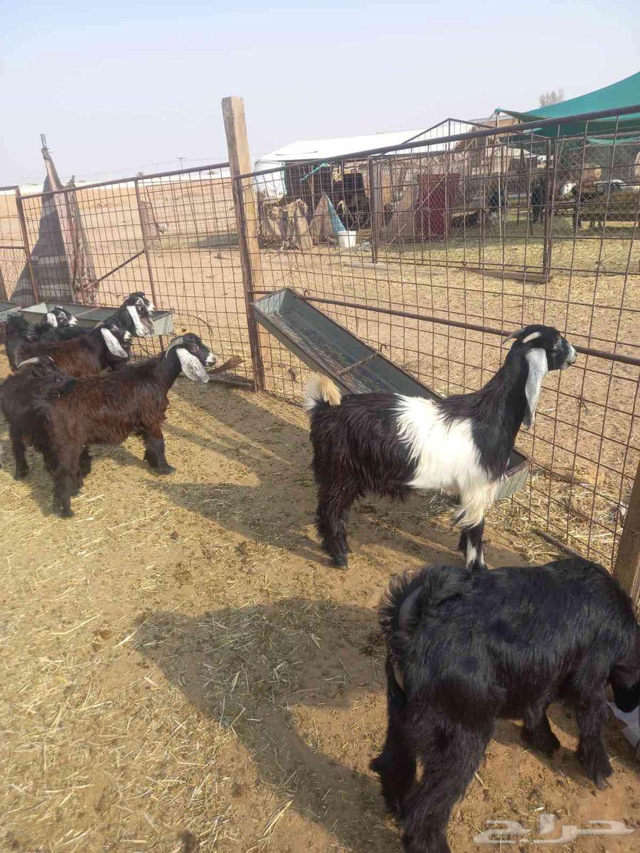 للبيع تيوس وجفار طيبات وسليمه شرط مراح واحد العدد 13 اعمارهن64555432842882113