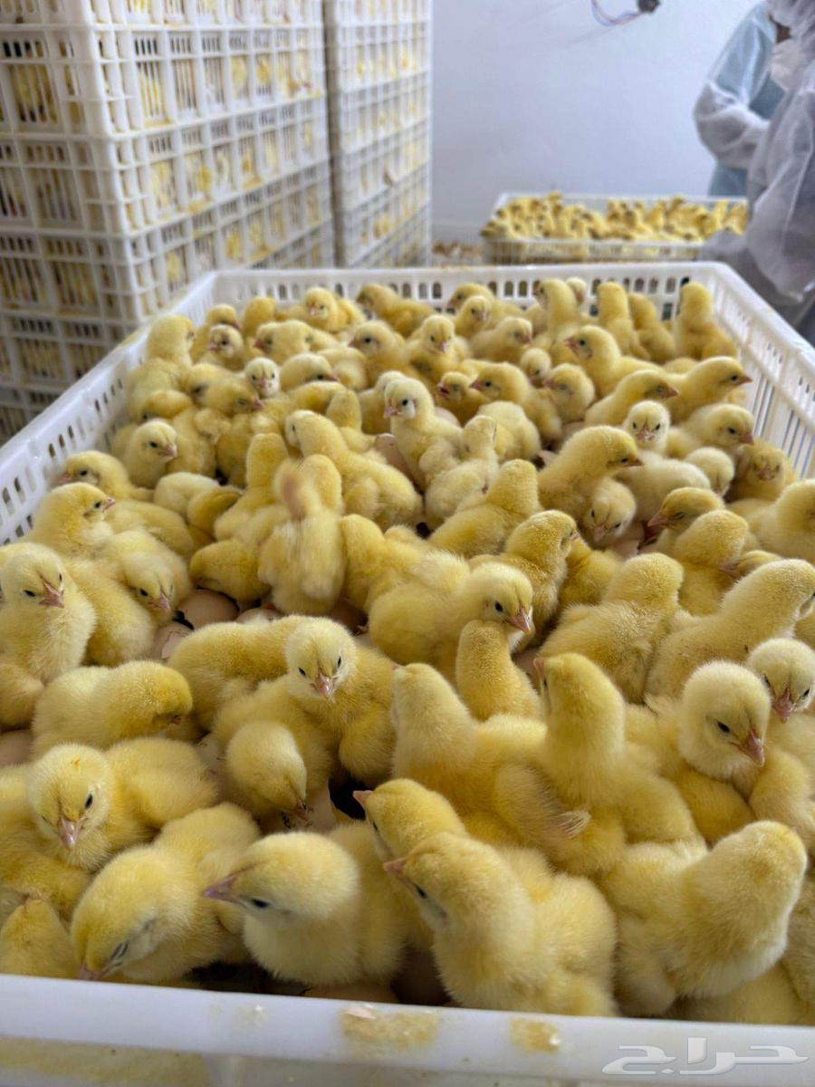 صوص لاحم روص 308 سوبر فرز اول جدود64554244955906112