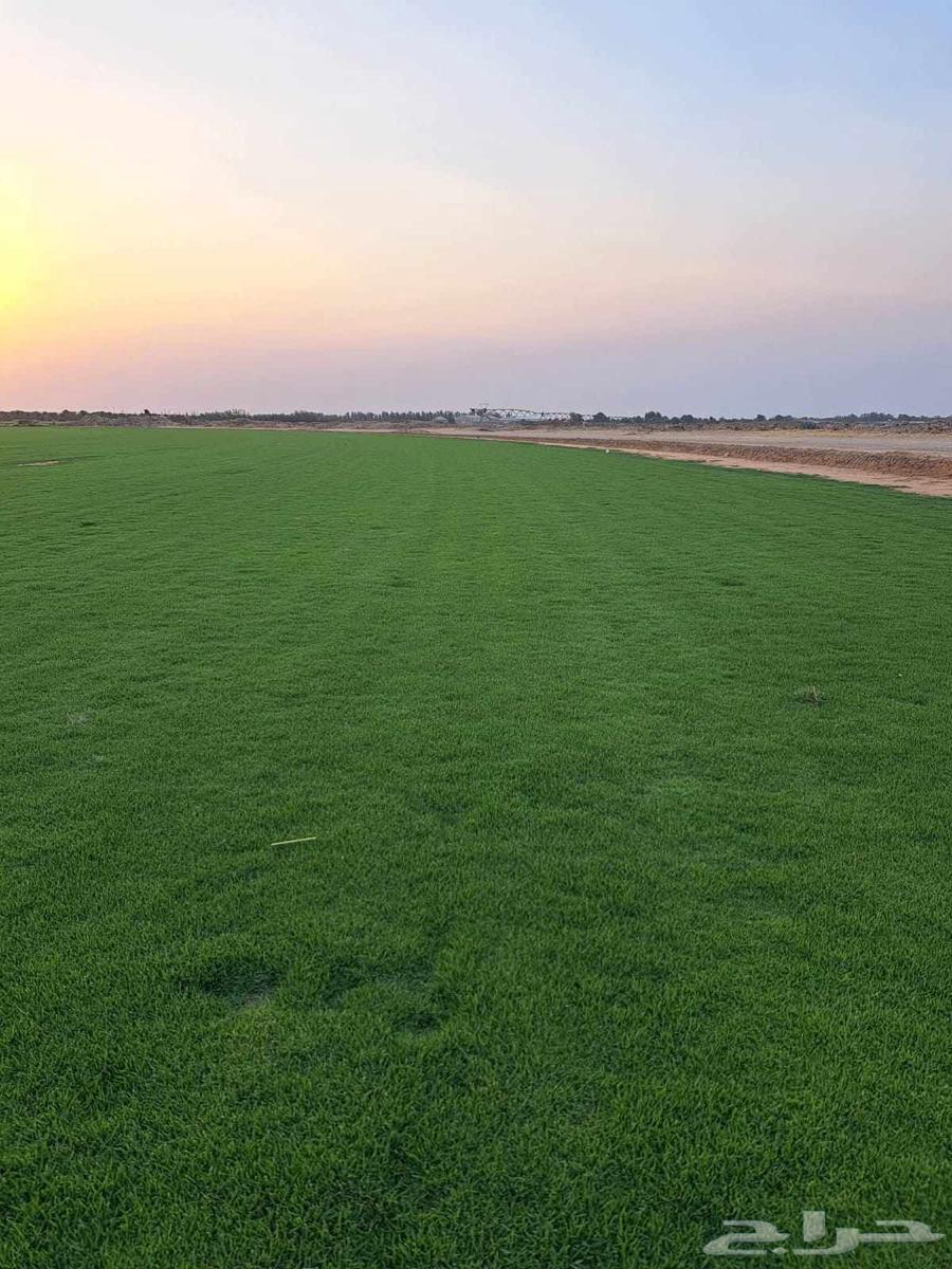 ثيل درجه اولى فرنسي وسي الفين ورود مستديمه64561699494017112