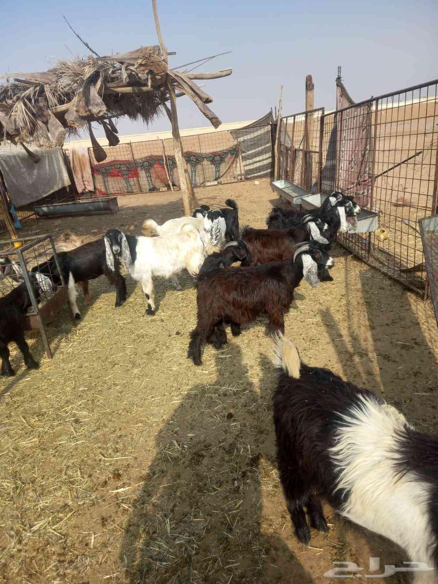 للبيع تيوس وجفار طيبات وسليمه شرط مراح واحد العدد 13 اعمارهن64555432842882114