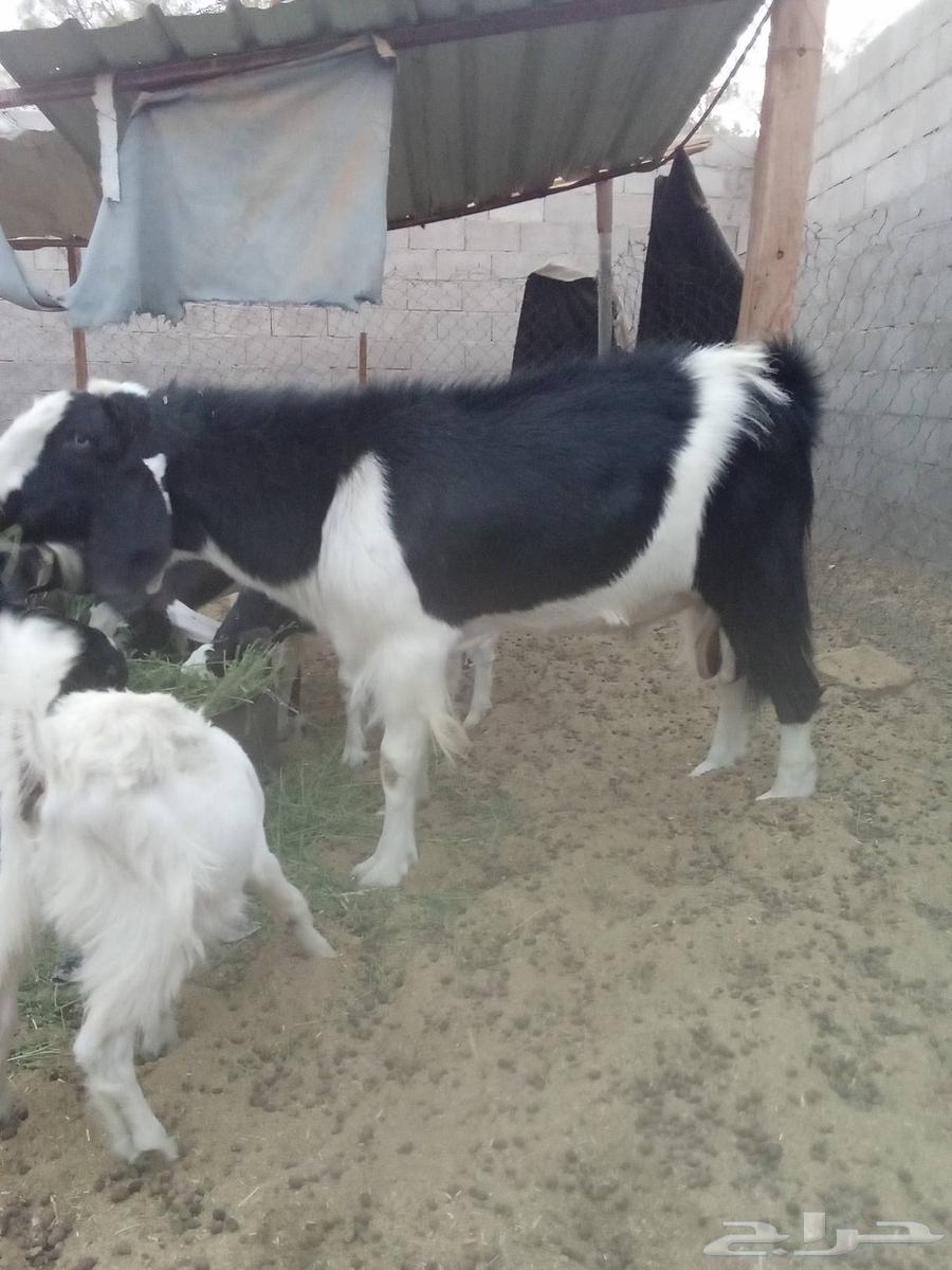 للبيع تيس فحل64554676917379111