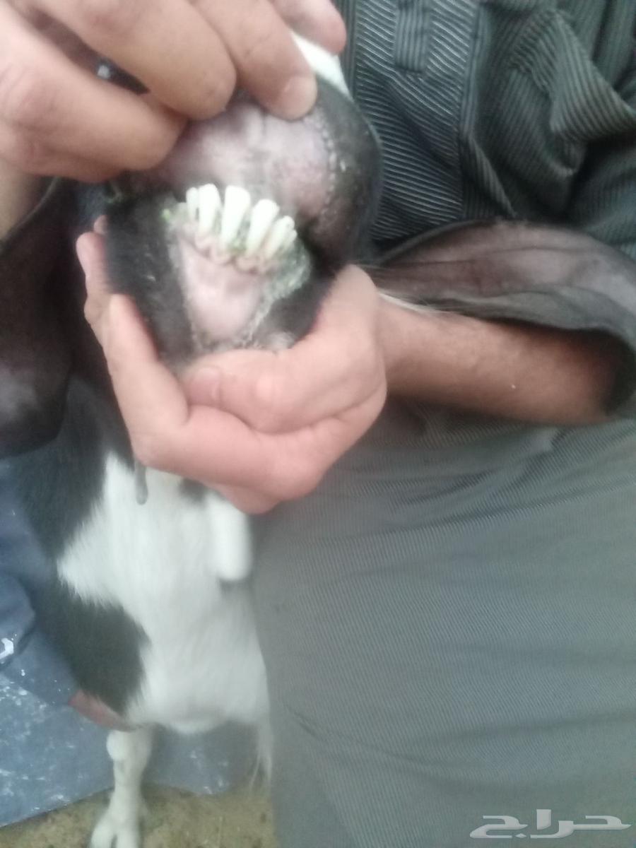 للبيع تيس فحل64554676917379114