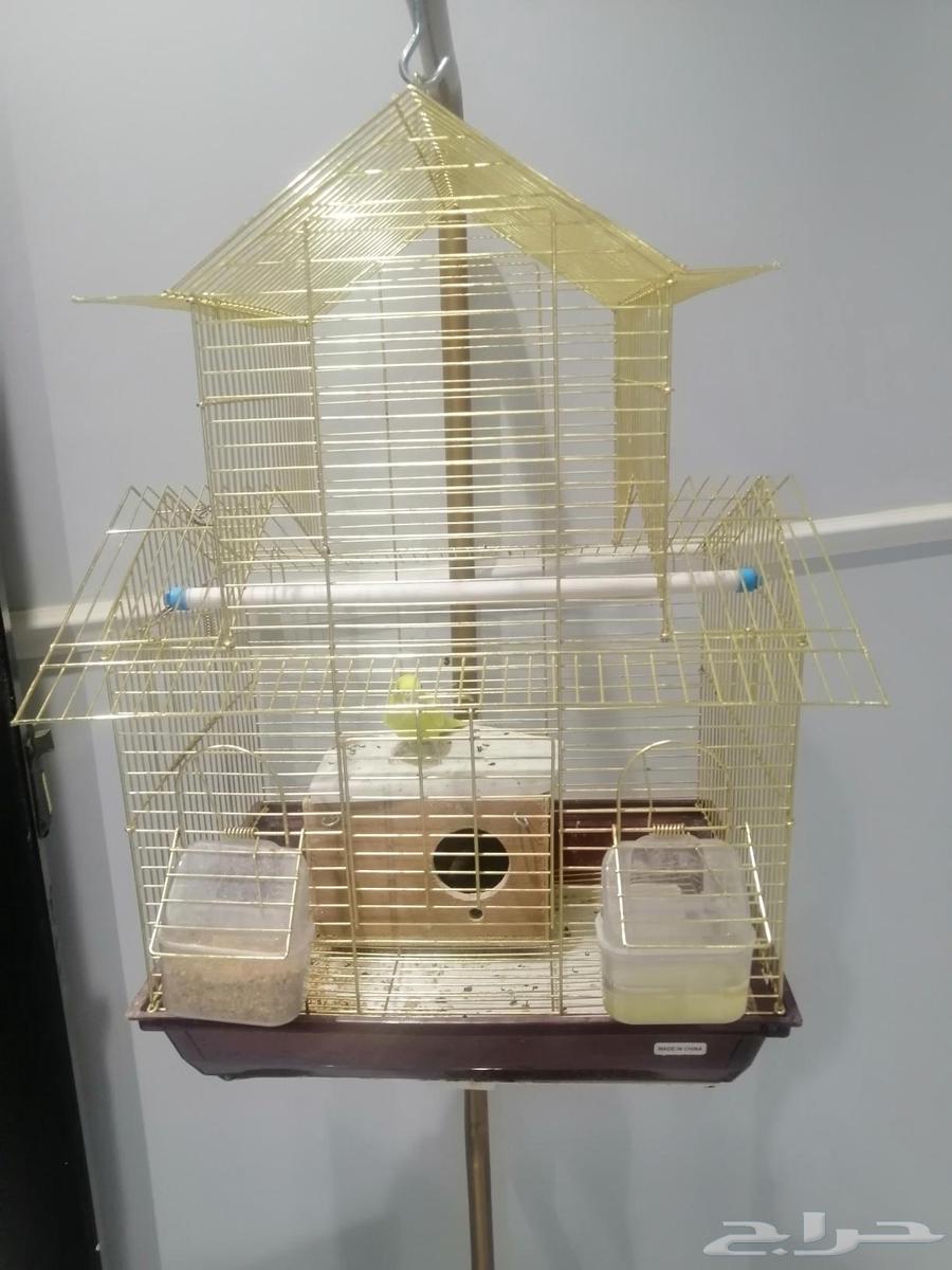 A bird64560936780803112