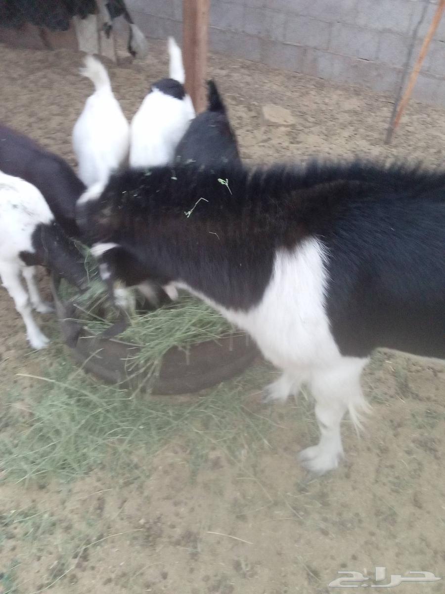 للبيع تيس فحل64554676917379112