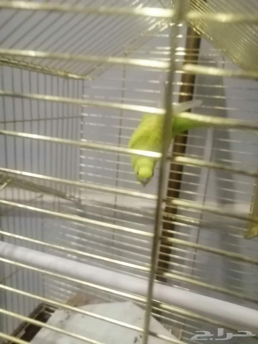 A bird64560936780803113