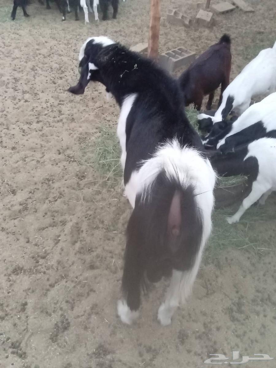 للبيع تيس فحل64554676917379113