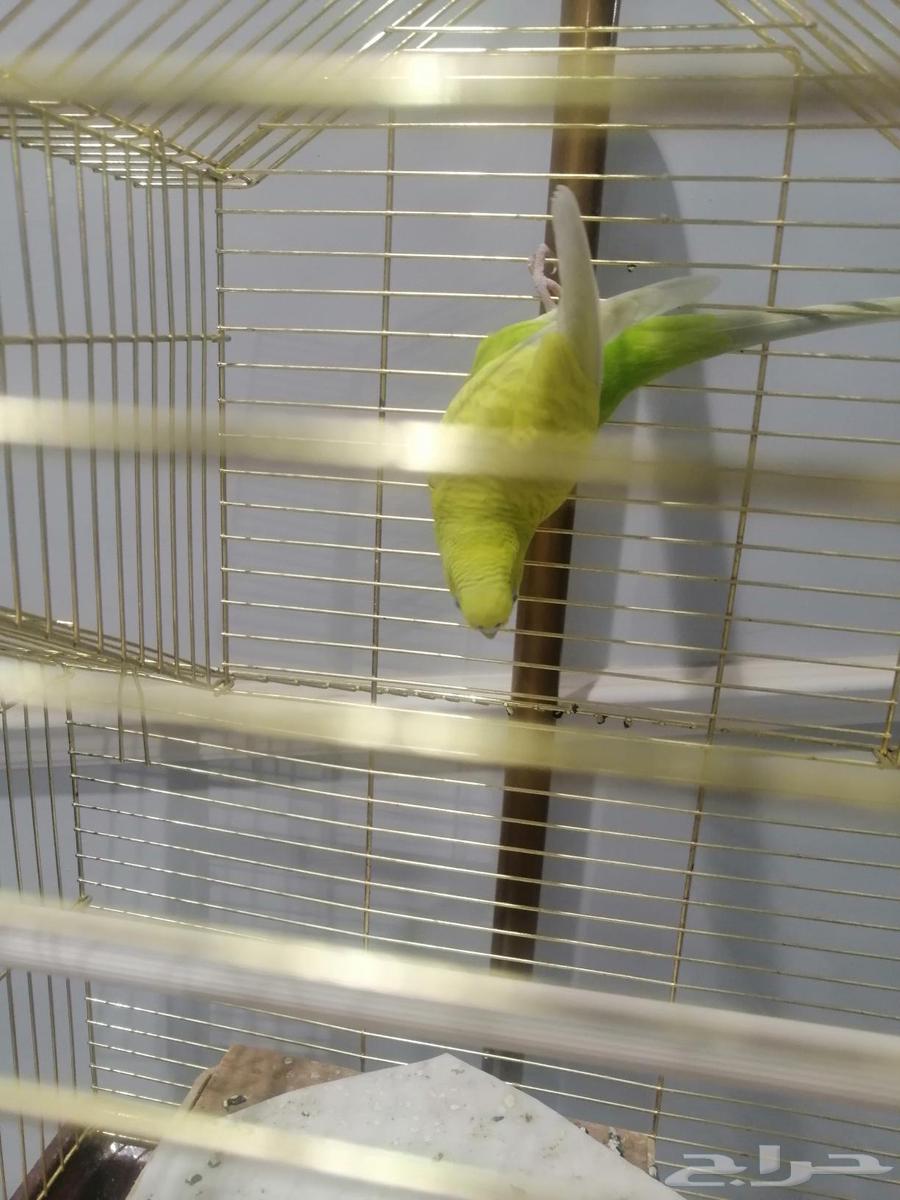 A bird64560936780803110