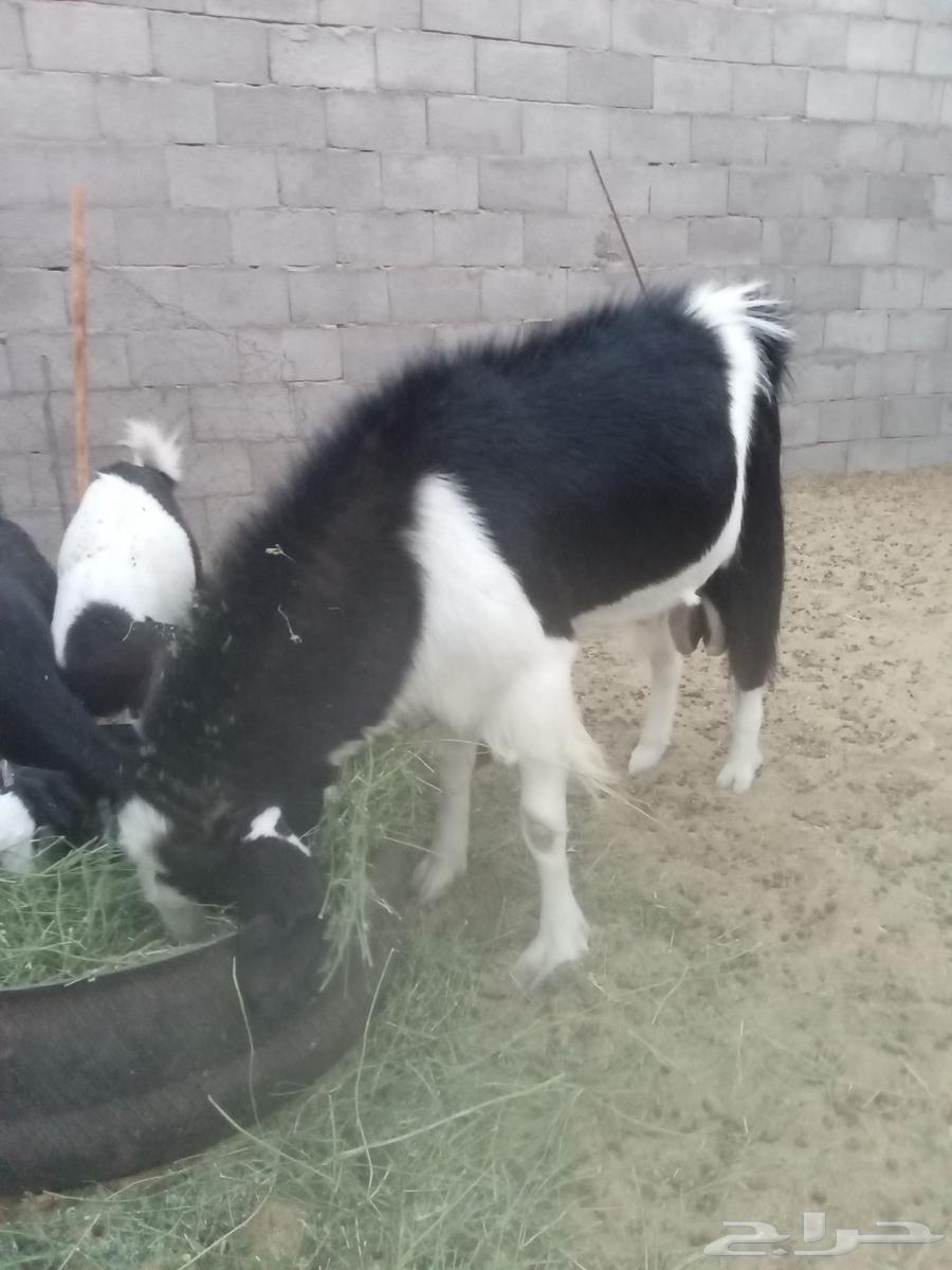 للبيع تيس فحل64554676917379110