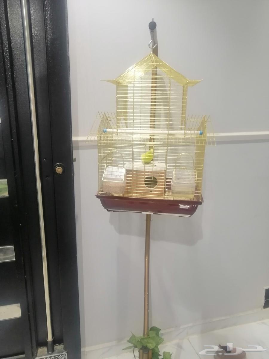 A bird64560936780803111