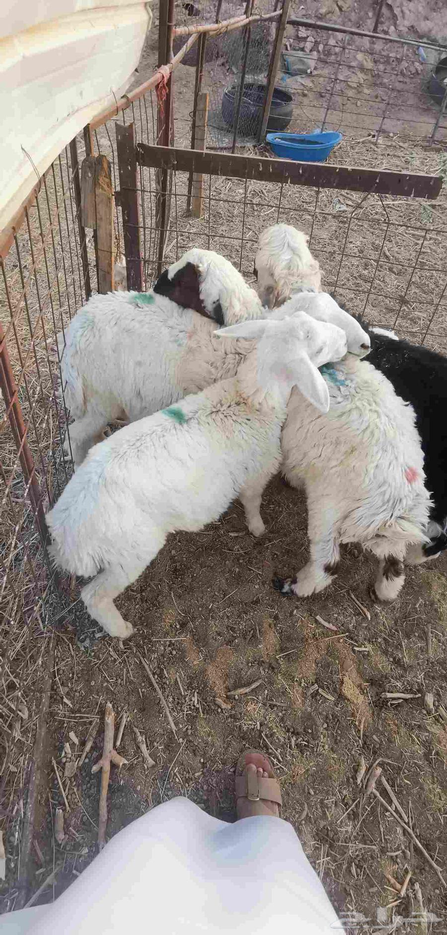 طلي طليان هرافى - تم البيع-64558836653058110