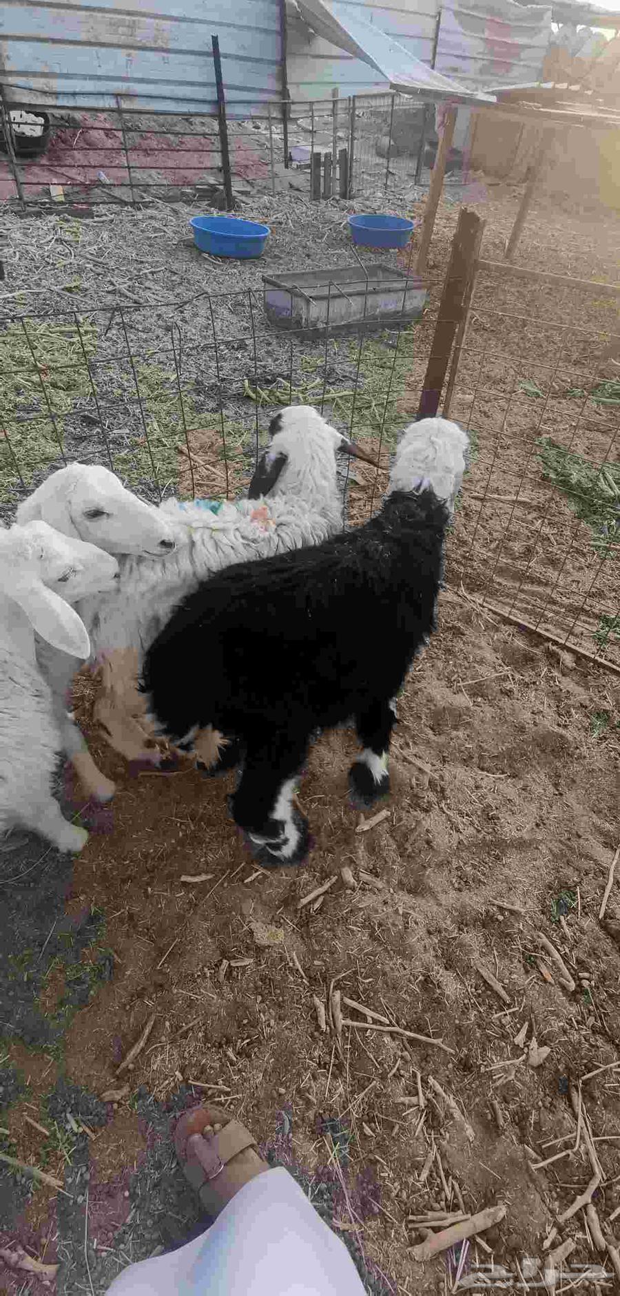 طلي طليان هرافى - تم البيع-64558836653058112