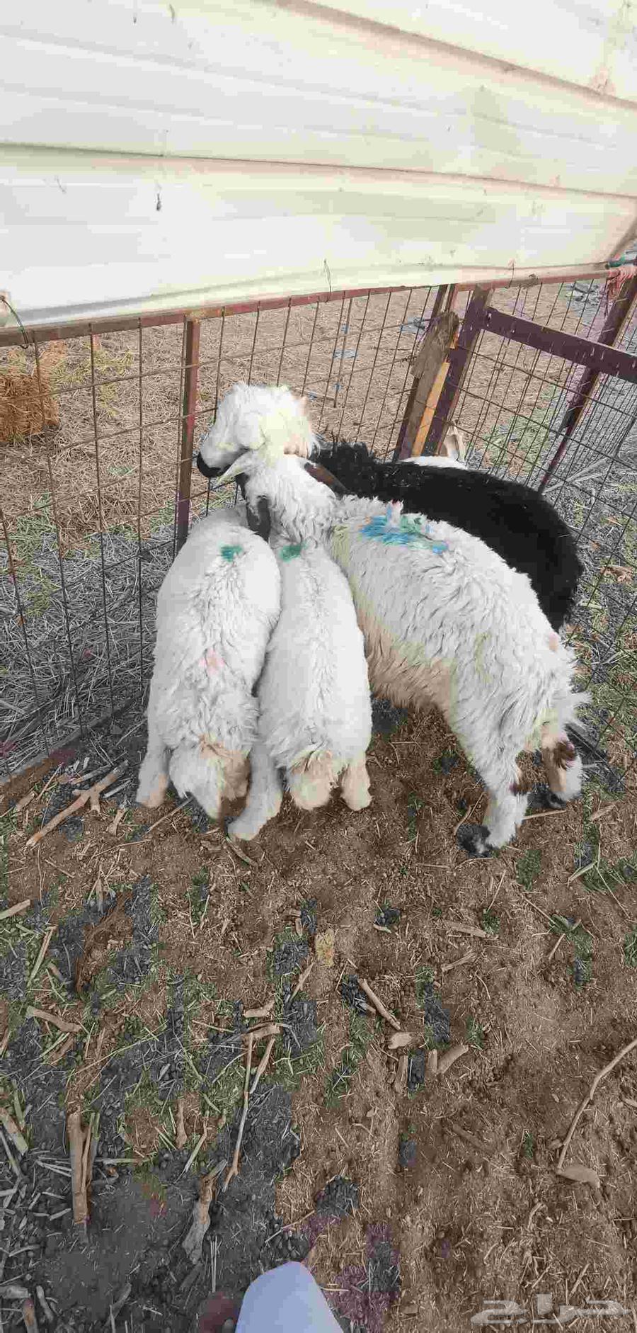 طلي طليان هرافى - تم البيع-64558836653058113