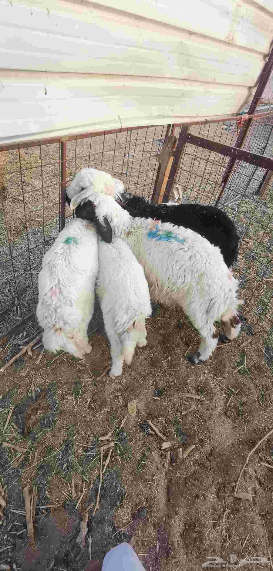 طلي طليان هرافى - تم البيع-64558836653058114