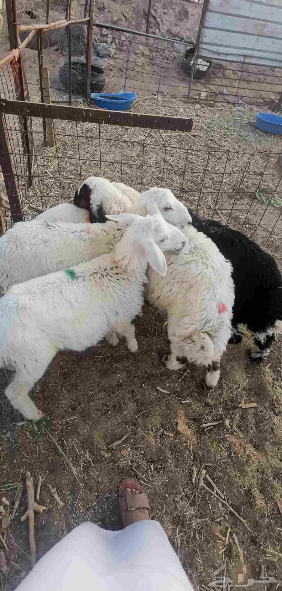 طلي طليان هرافى - تم البيع-64558836653058111