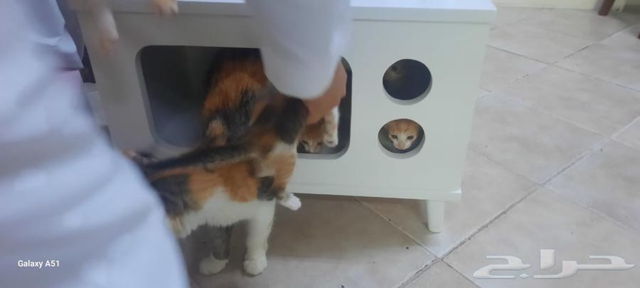بيت قطو او كلب صغير64551132917377111