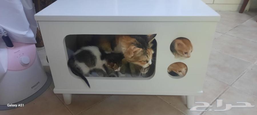 بيت قطو او كلب صغير64551132917377114