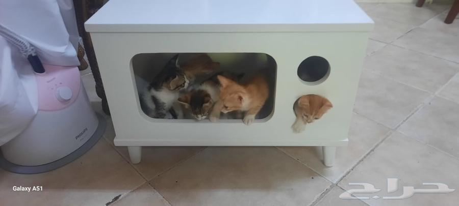 بيت قطو او كلب صغير64551132917377113