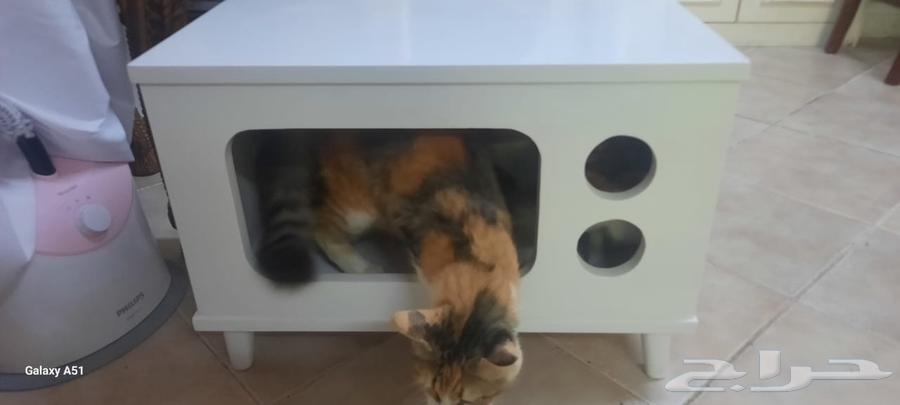 بيت قطو او كلب صغير64551132917377112