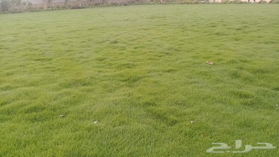 ثيل درجه اولى فرنسي وسي الفين ورود مستديمه64561699494017110