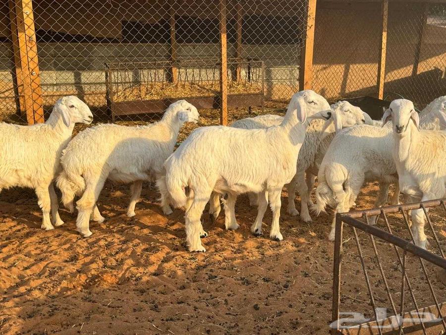 6 طليان للبيع العمر 6 شهور64558100610818111