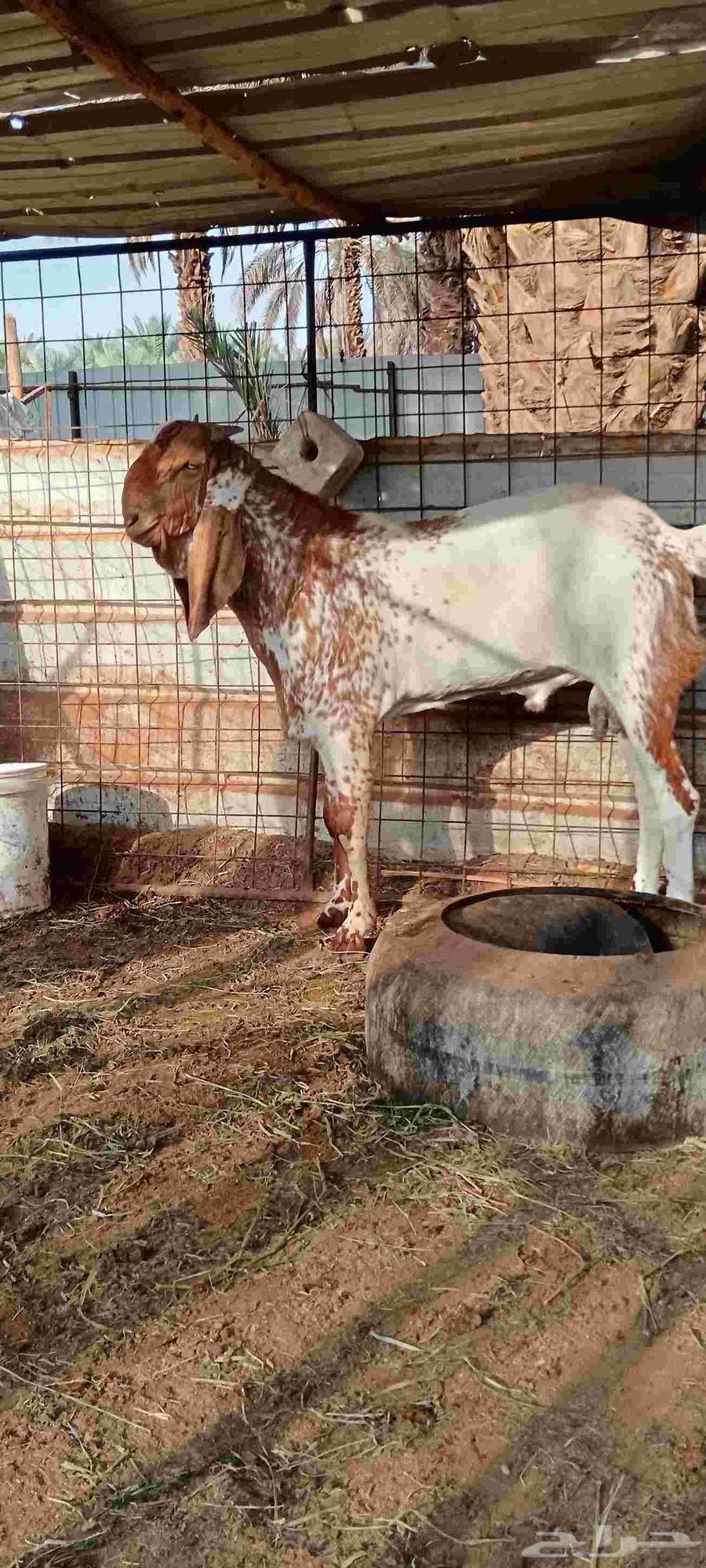 Luxury Pakistani Buck64439829551873111