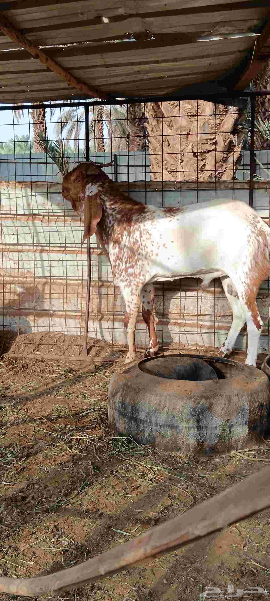 Luxury Pakistani Buck64439829551873112