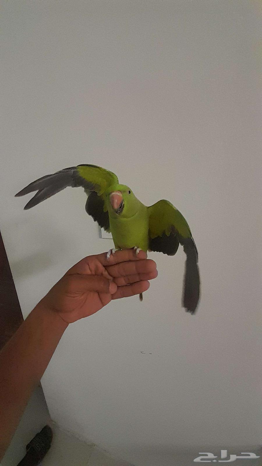 النوع . دره باكستاني64558335975170113