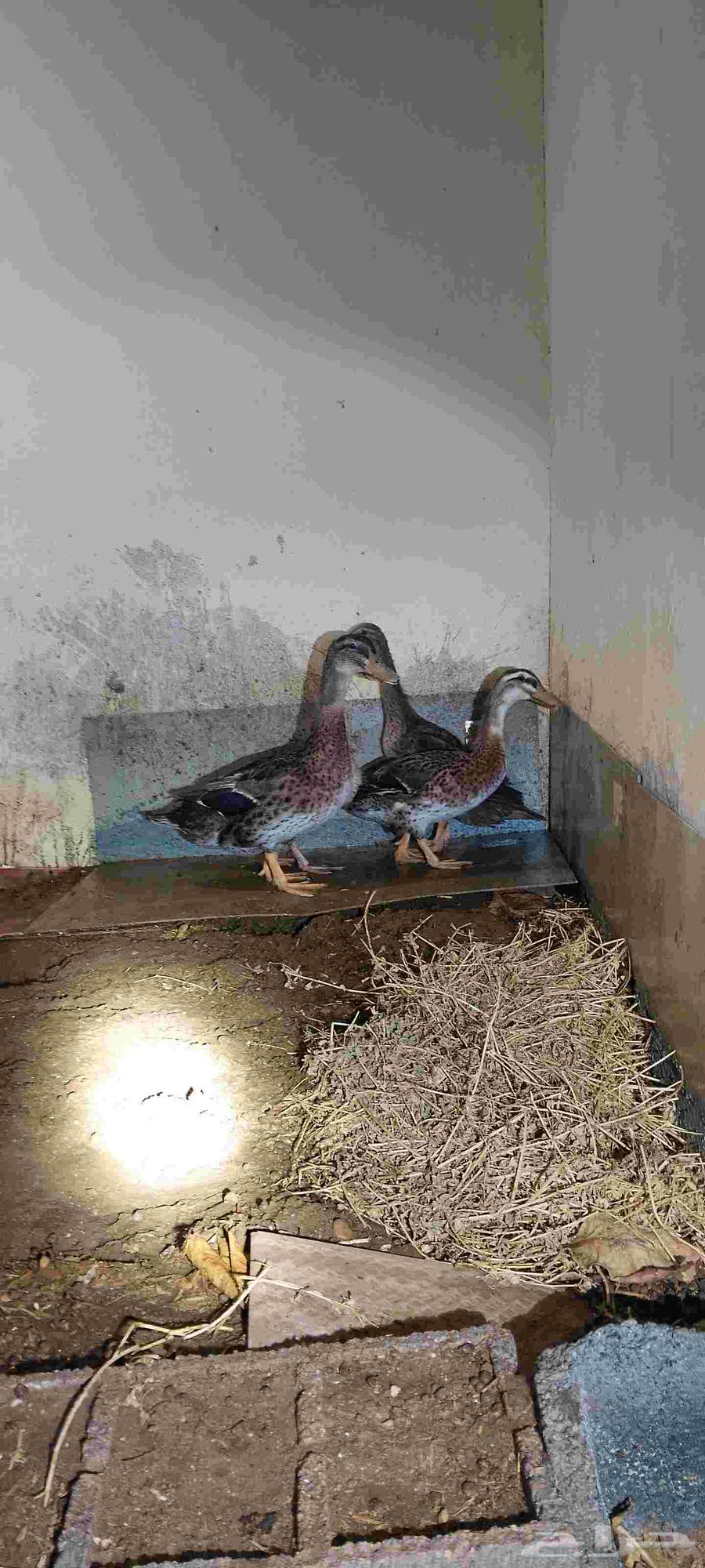 Ducks, quails, and beeswax for sale64553567364738113