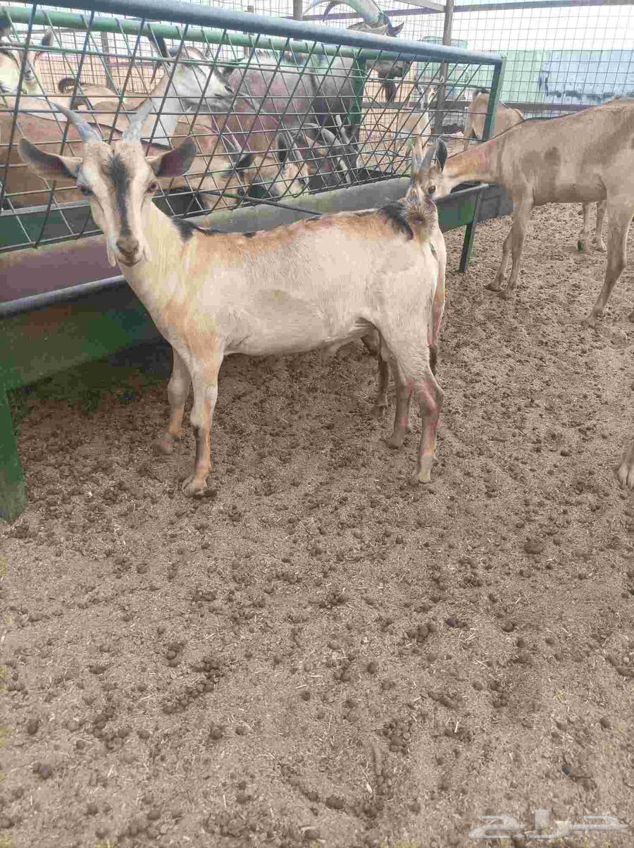 تيس هجين وعل64555180314113110