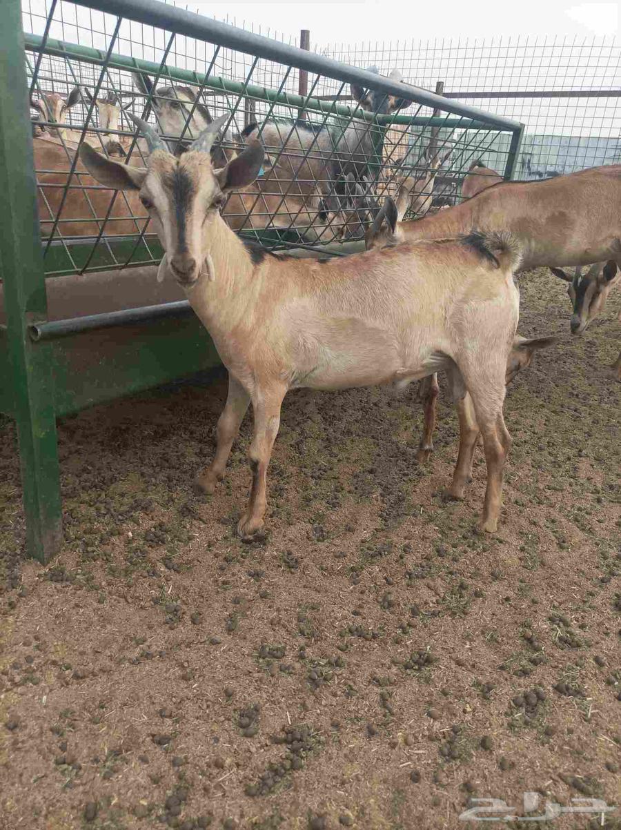 تيس هجين وعل64555180314113111