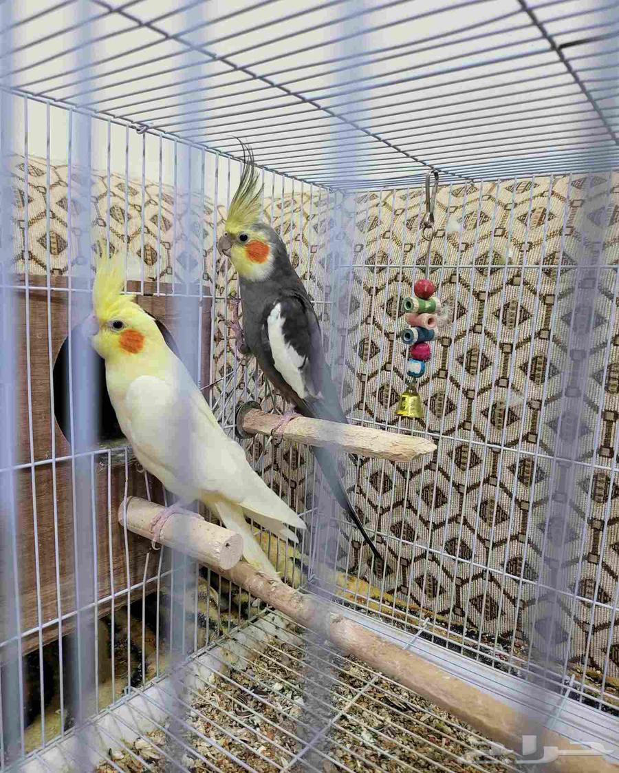 Breeding pair of crows64559365729154110