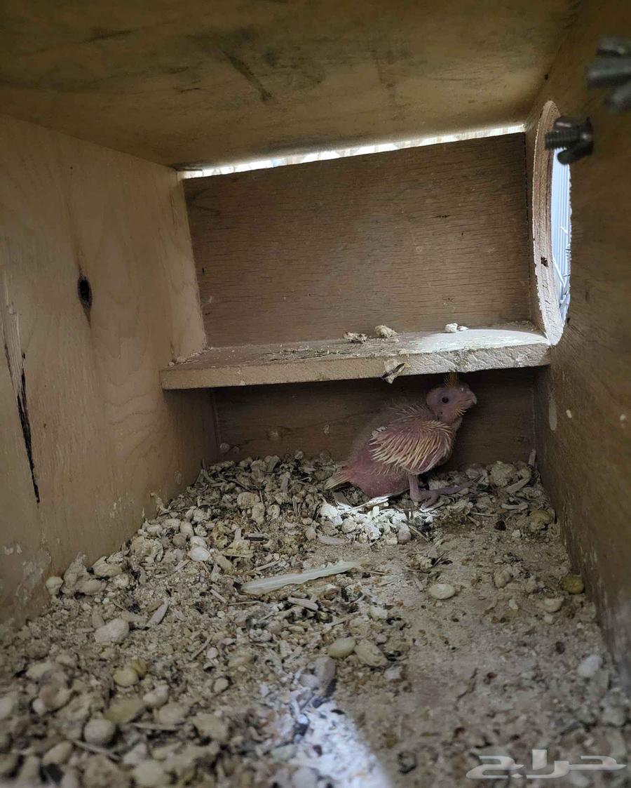 Breeding pair of crows64559365729154112