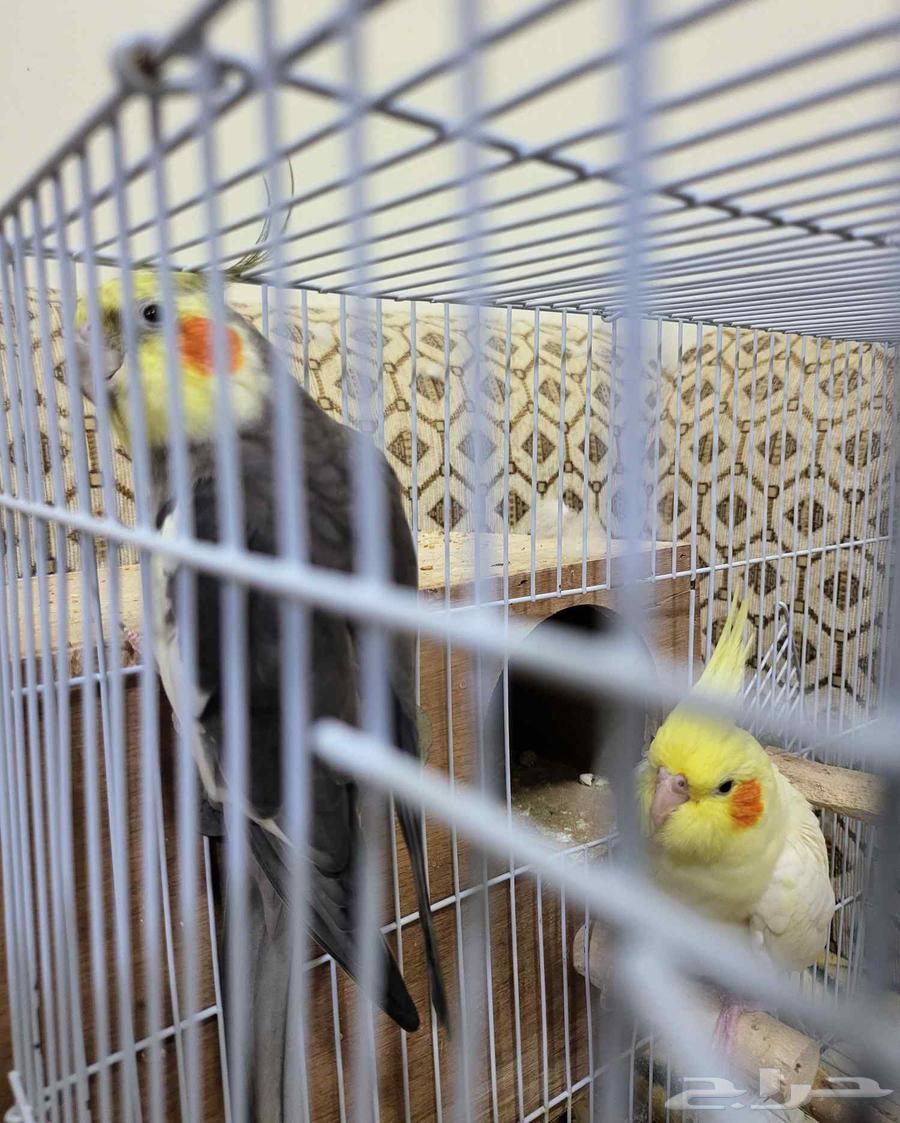 Breeding pair of crows64559365729154111