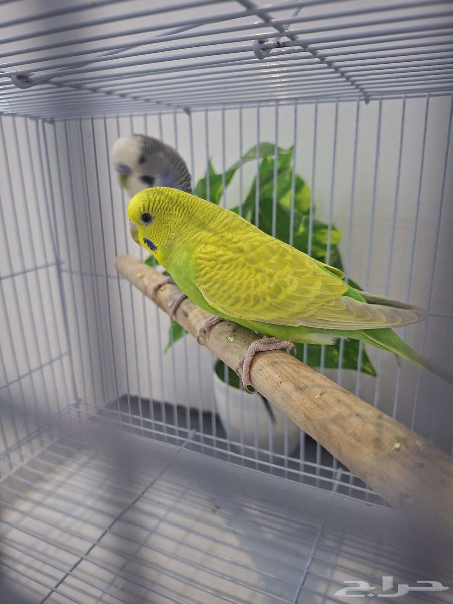 زوج بادجي للبيع64554244883843112