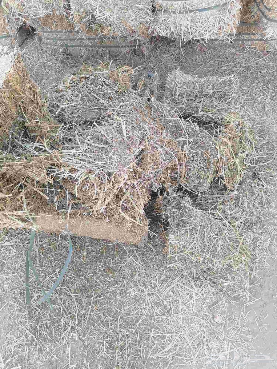 برسيم مستورد صافي شد جندير وزن 20 كيلو تقريبا64560206647170114