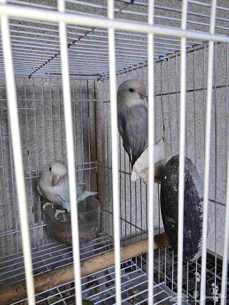 طيور روز أوبلاين64555729718658114