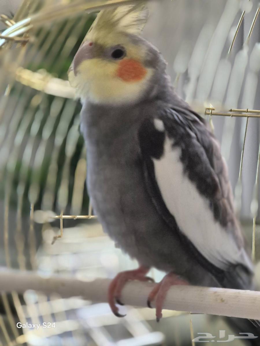 كروان كوكتيل64556539613314111