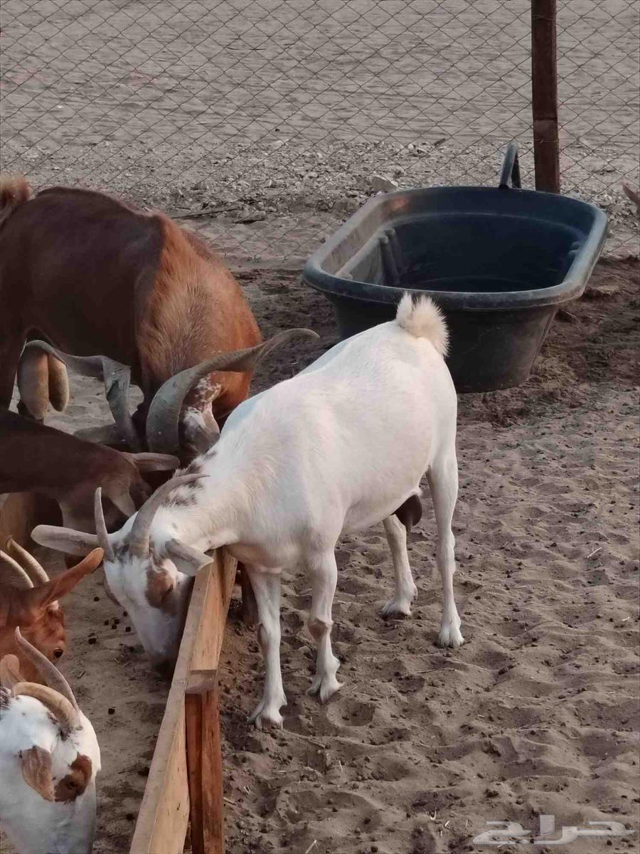 معزا دهم دفيع مقربات ( تم البيع)64559295038721112