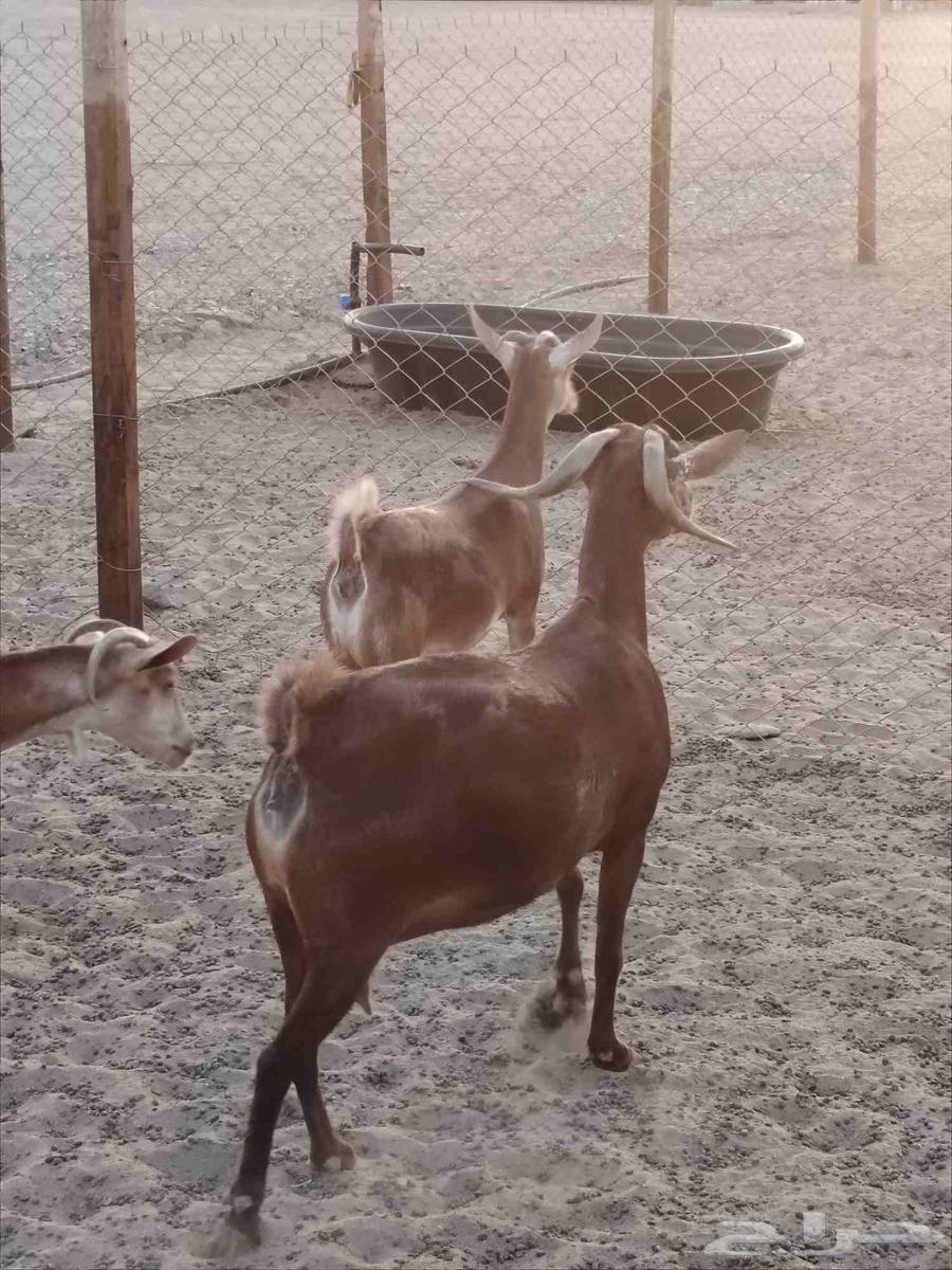 معزا دهم دفيع مقربات ( تم البيع)64559295038721110