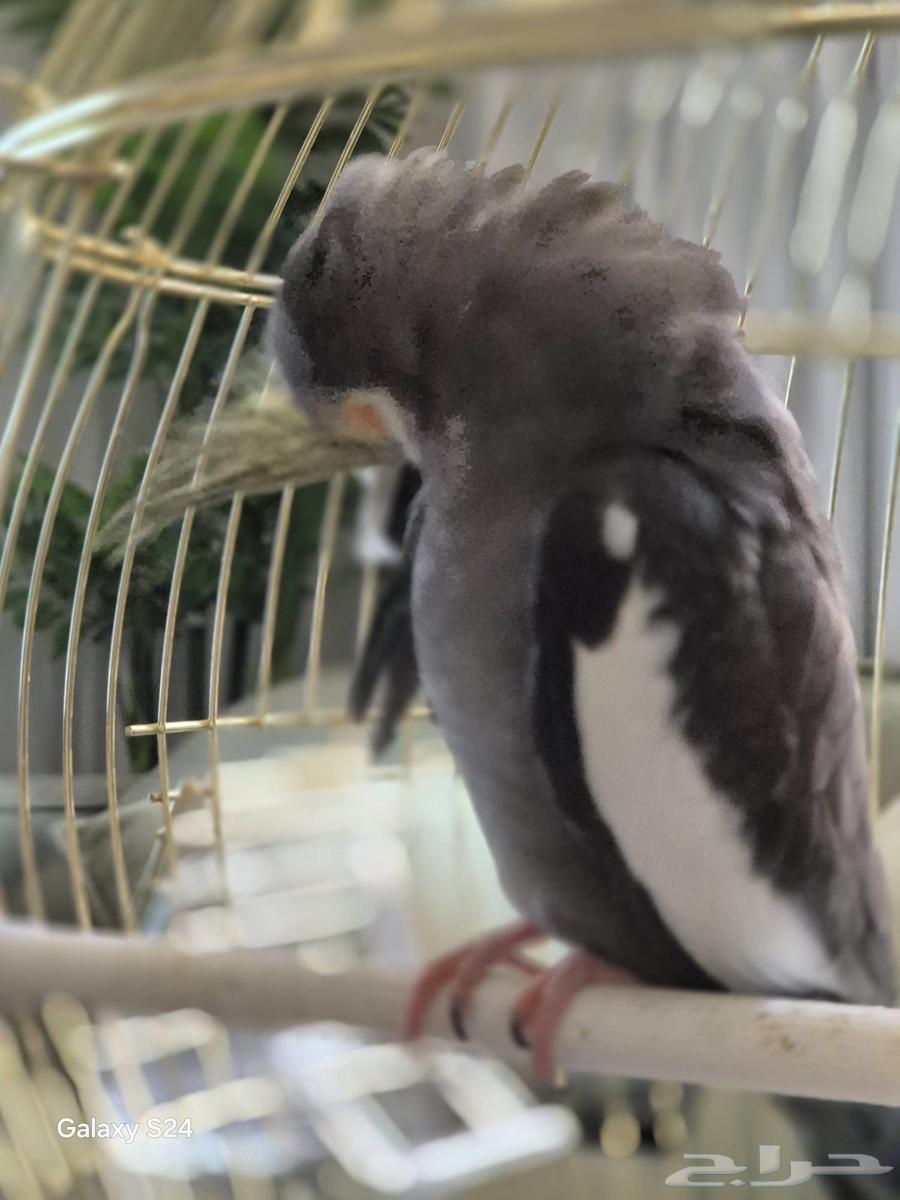 كروان كوكتيل64556539613314112