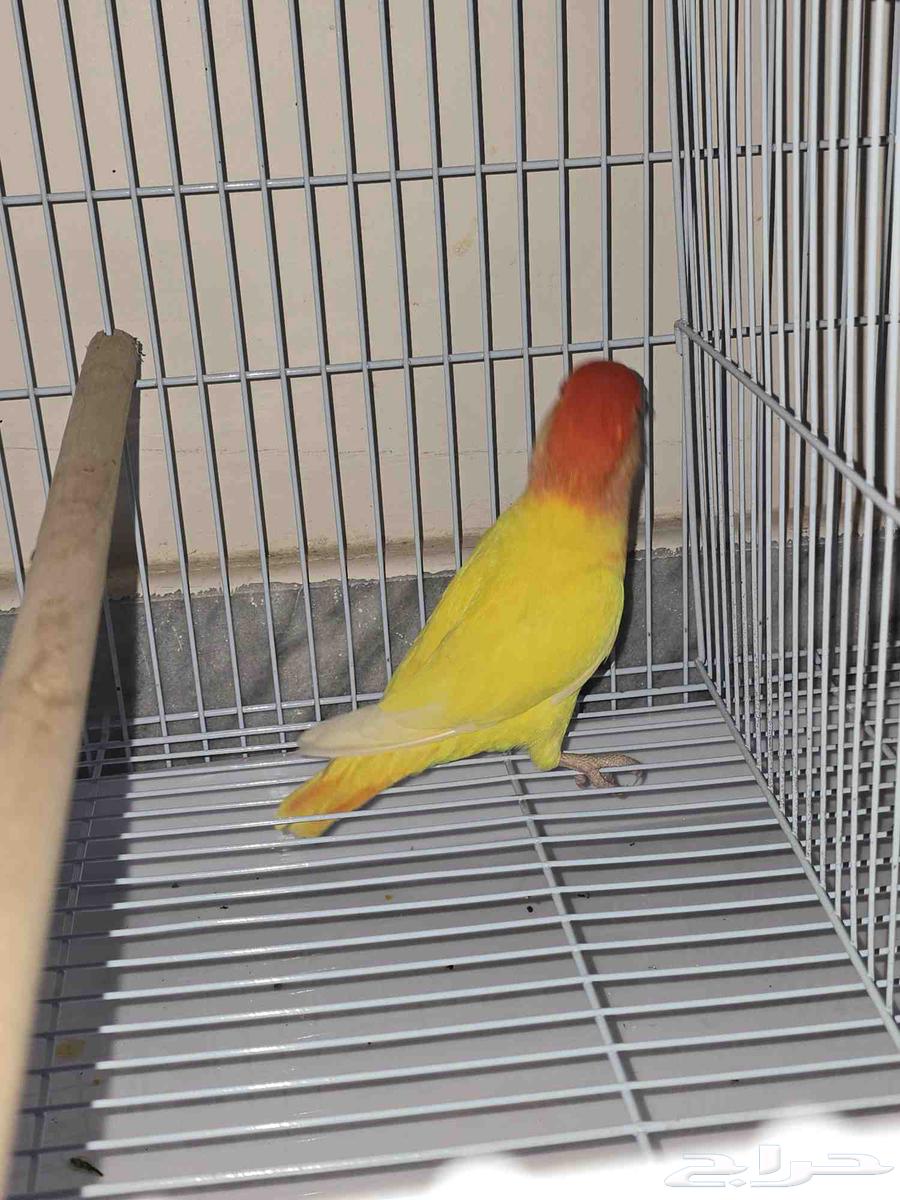 طيور روز أوبلاين64555729718658111