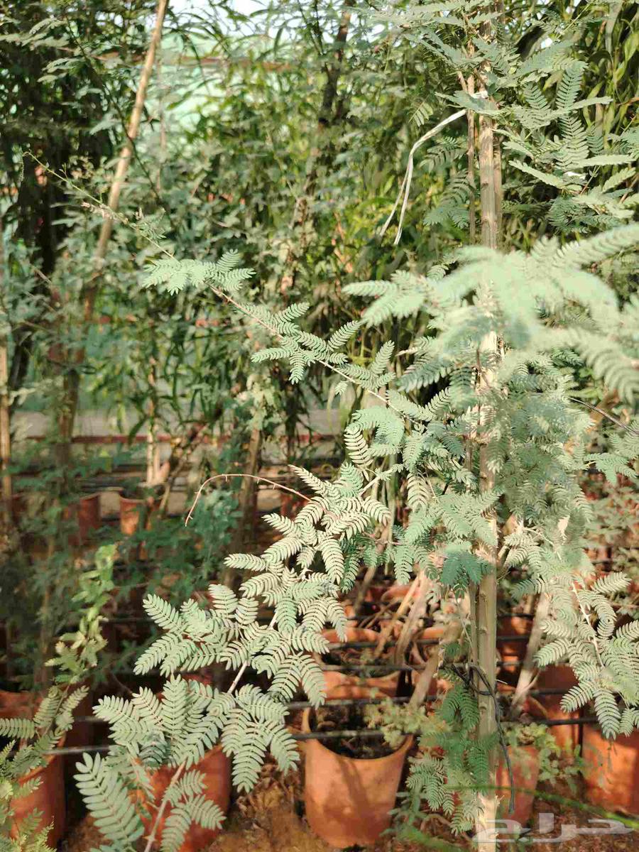 Various trees64555110373506110