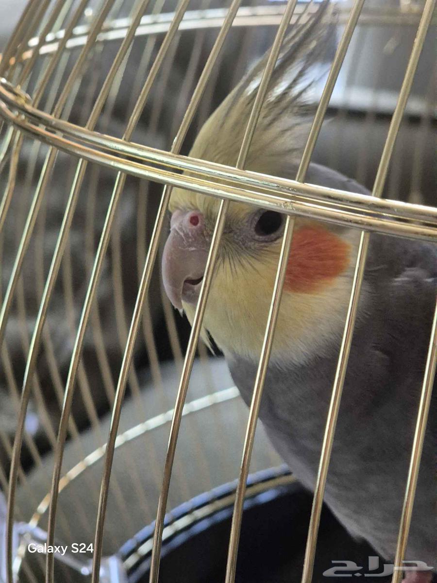 كروان كوكتيل64556539613314110