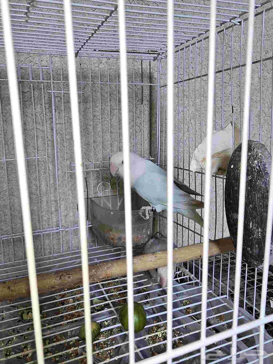 طيور روز أوبلاين64555729718658113