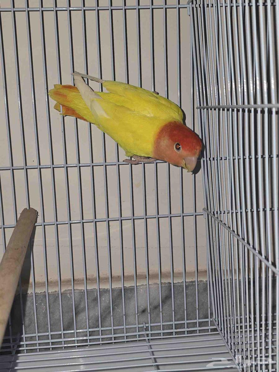 طيور روز أوبلاين64555729718658112