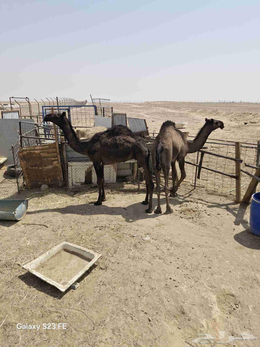 قعود وبكره داخلين حقايق64556027965057110