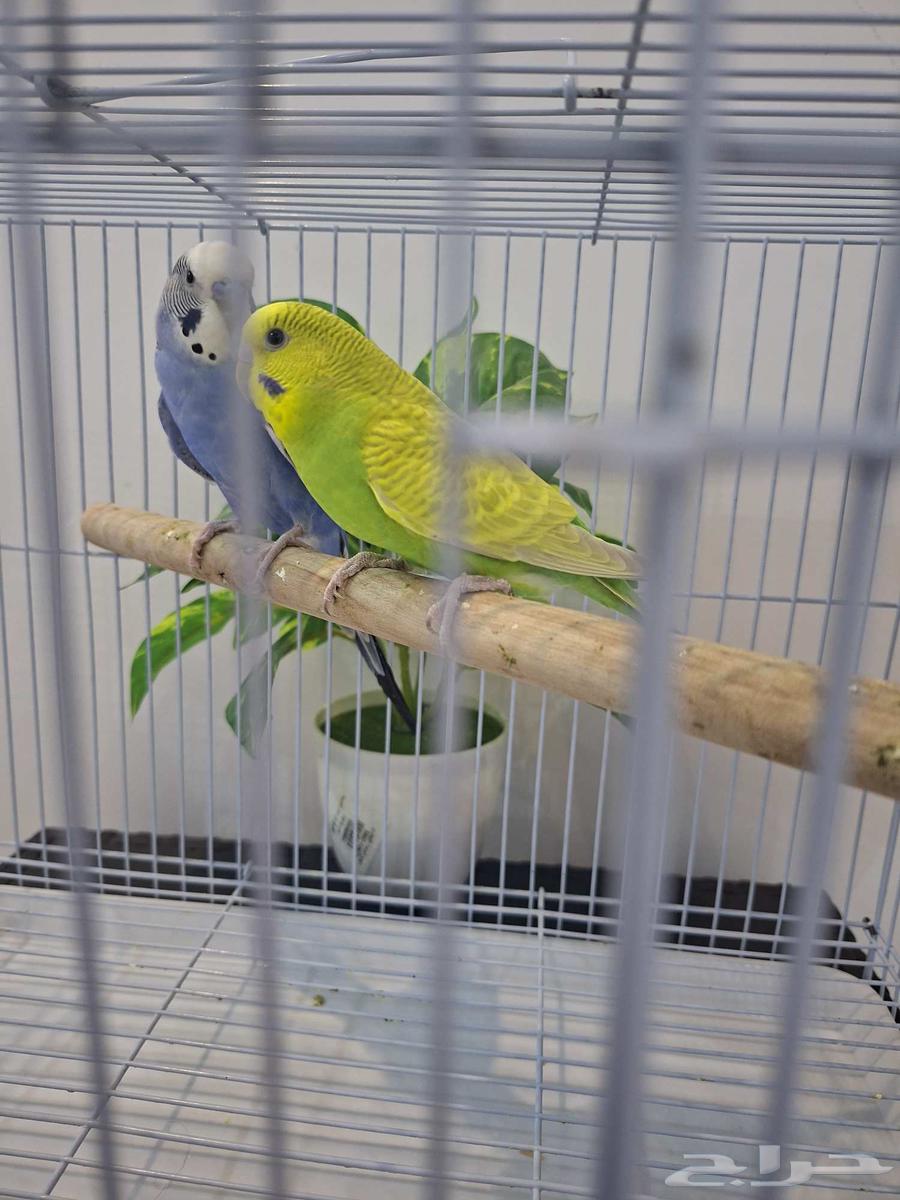 زوج بادجي للبيع64554244883843114